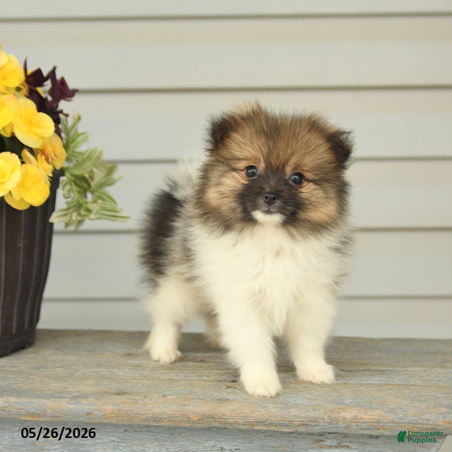 Pomeranian dogs Geneva - Ad 1