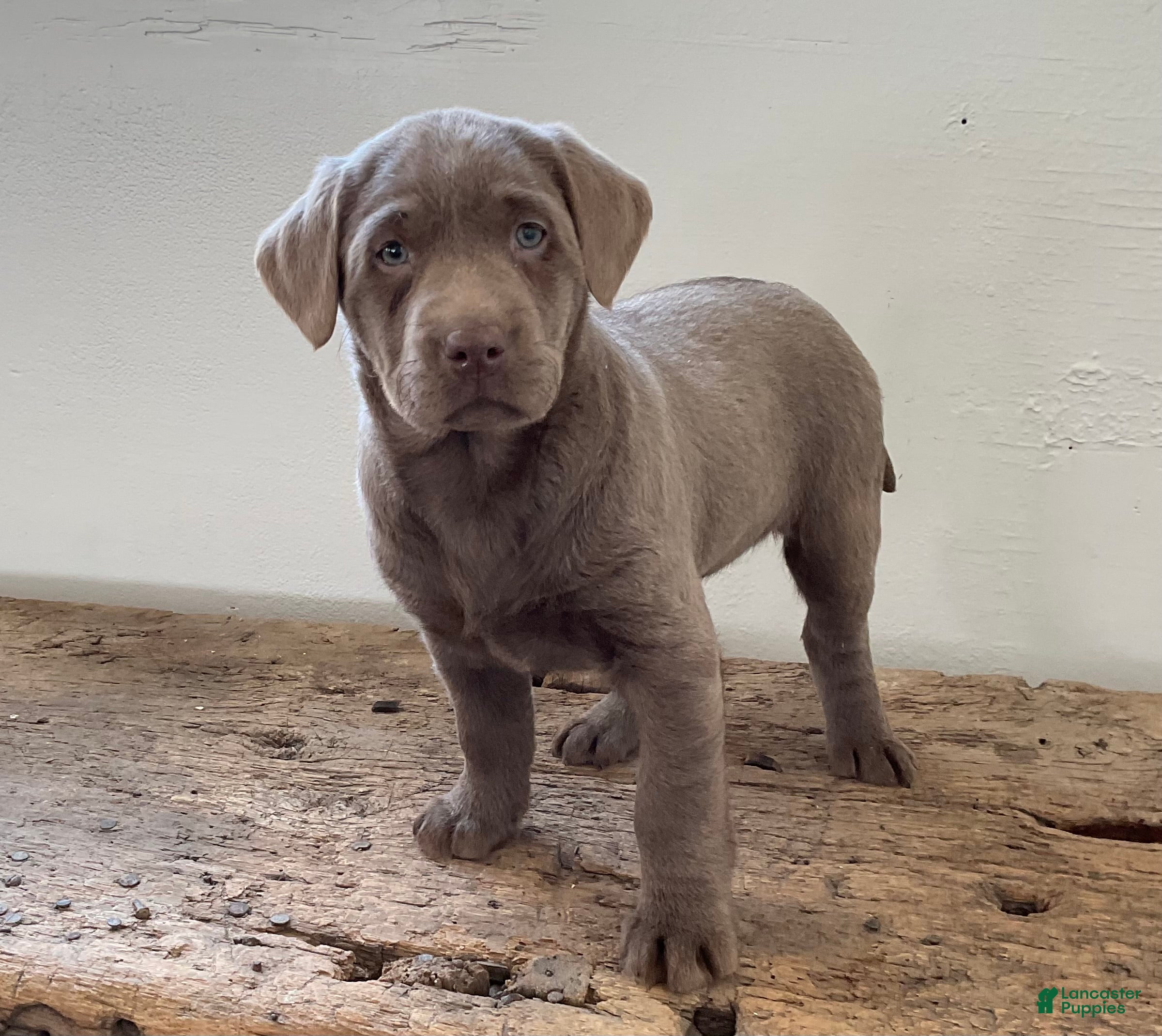 Labrador Retriever dogs Sadie - Ad 21