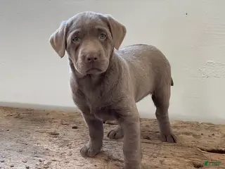 Labrador Retriever dogs Sadie - Ad 21