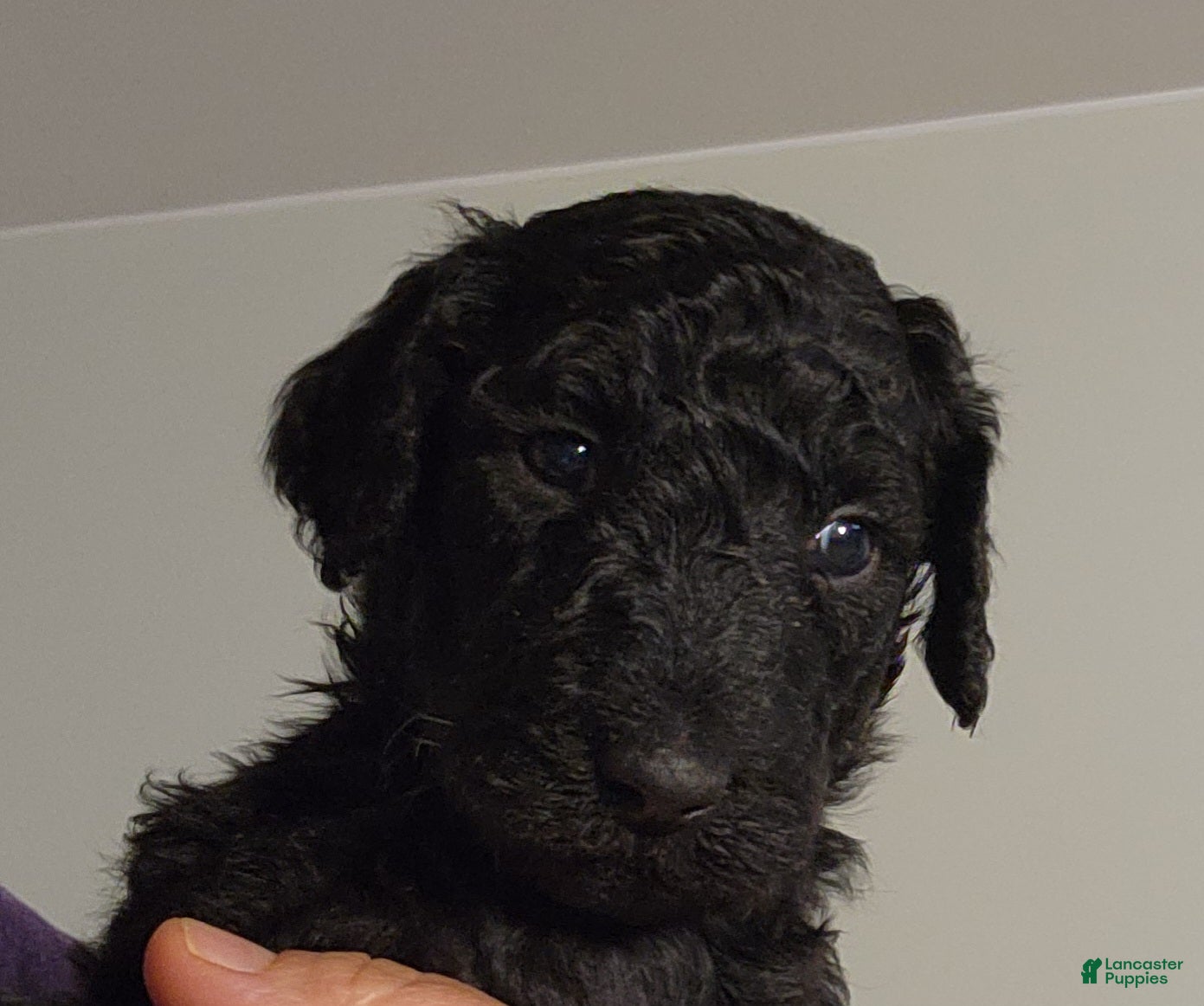 Standard Poodle dogs Aza - Ad 28