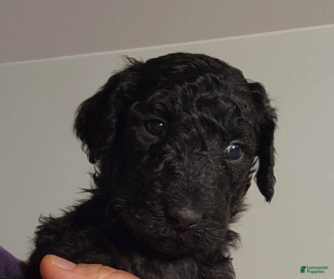 Standard Poodle dogs for sale: Aza - Ad 1
