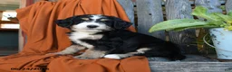 Bernedoodle dogs for sale: Quinana - Ad 1