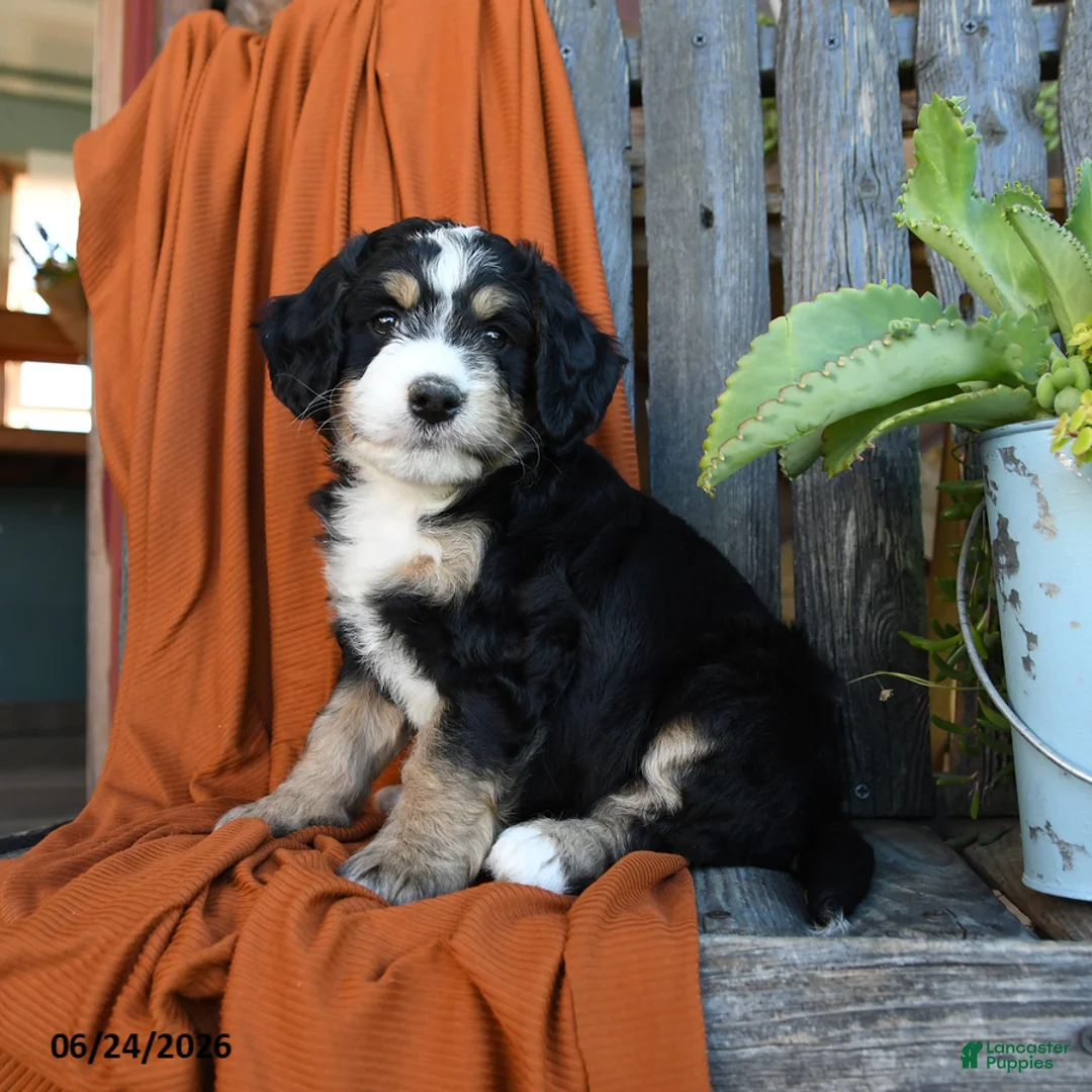 Bernedoodle dogs for sale: Quinana - Ad 1