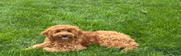 Cockapoo dogs for sale: Manny - Ad 12