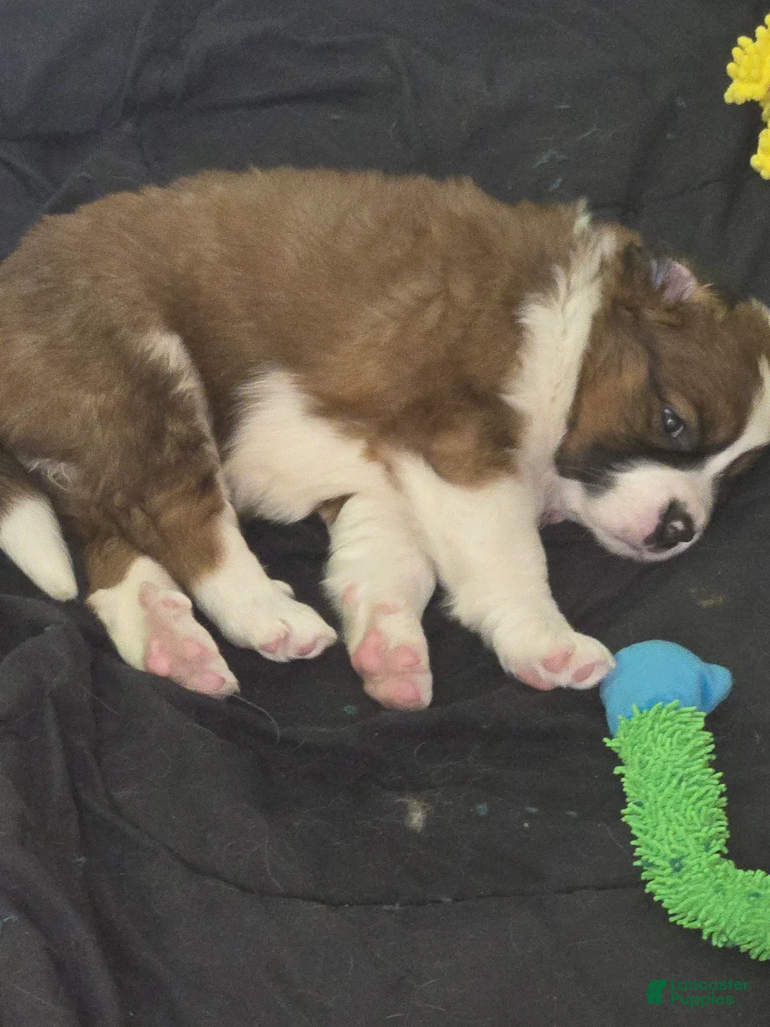 Mixed Breed dogs for sale: Zues - Ad 37