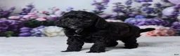Cavapoo dogs for sale: Snickers - Ad 5