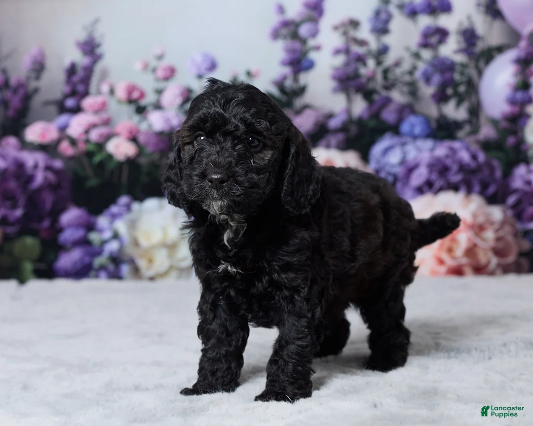 Cavapoo dogs for sale: Snickers - Ad 5