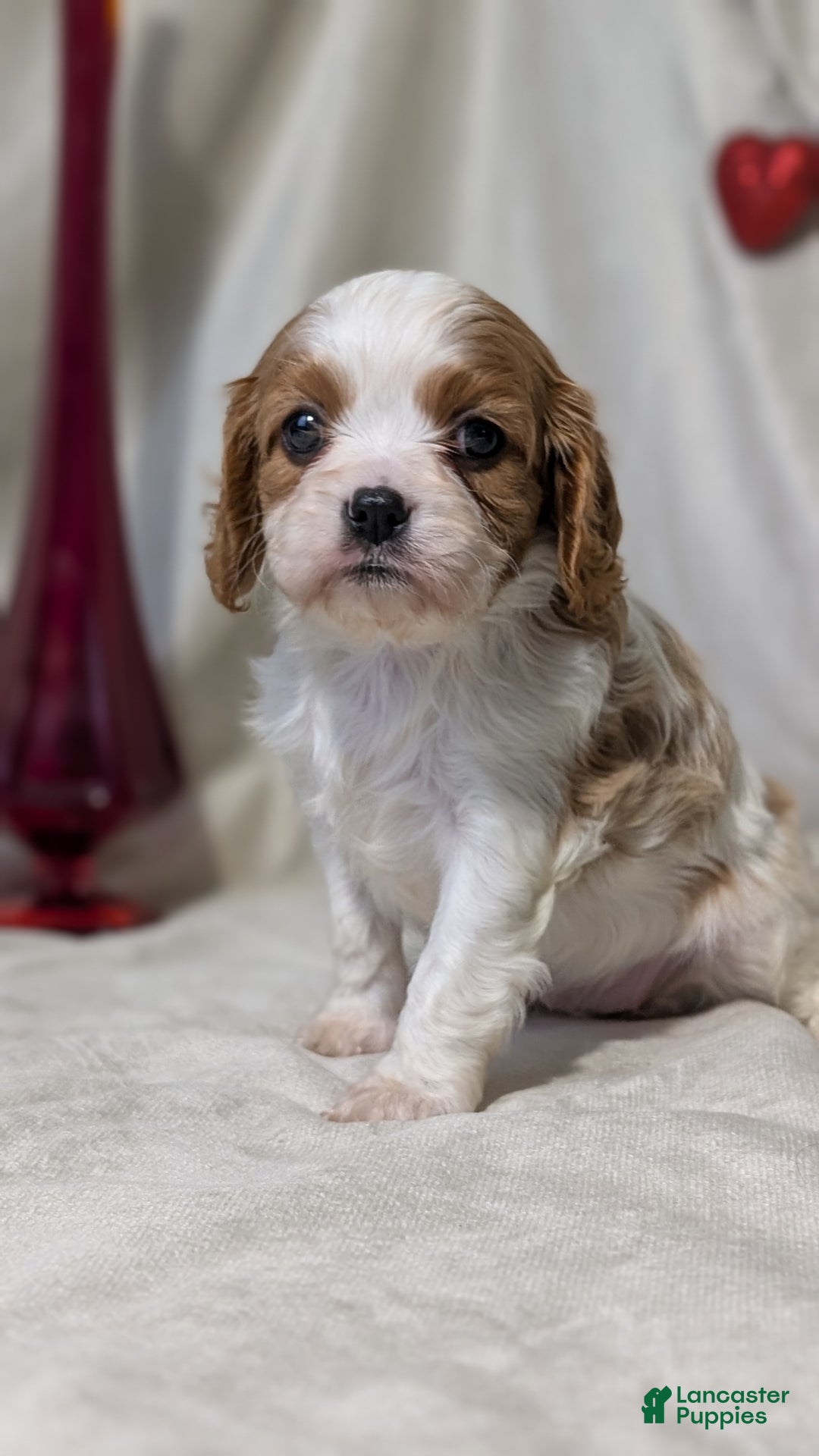 Cavalier King Charles Spaniel dogs for sale: River - Ad 10
