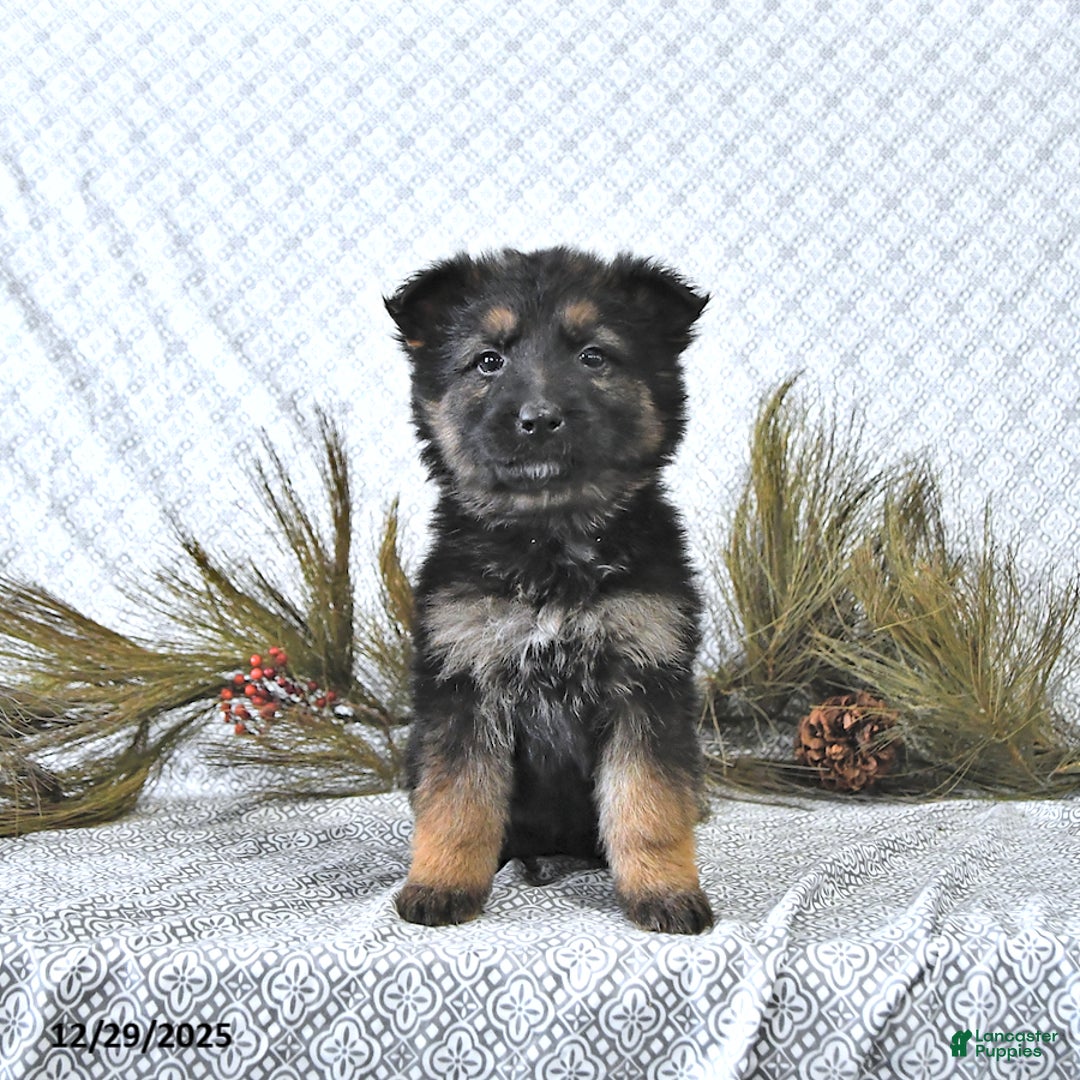 German Shepherd dogs for sale: Mia  - Ad 8