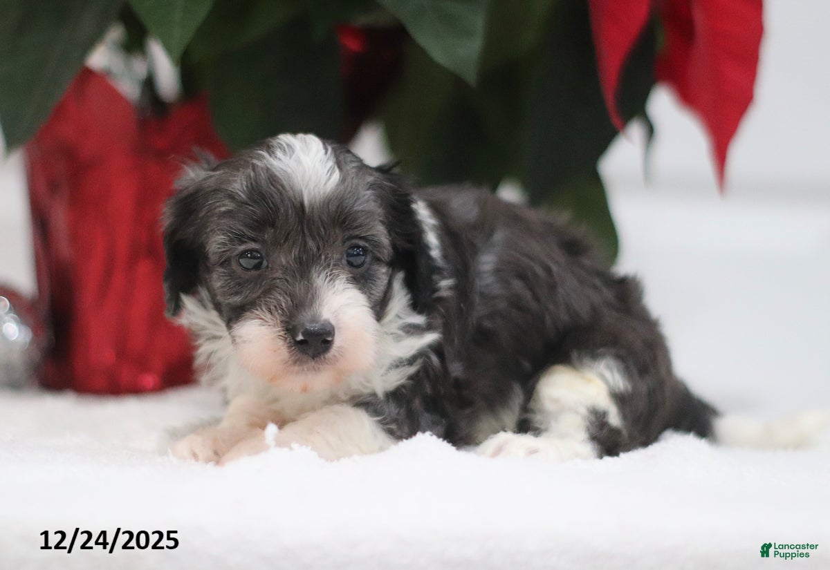 Cavapoo dogs Adam - Ad 38