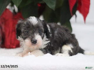 Cavapoo dogs Adam - Ad 38