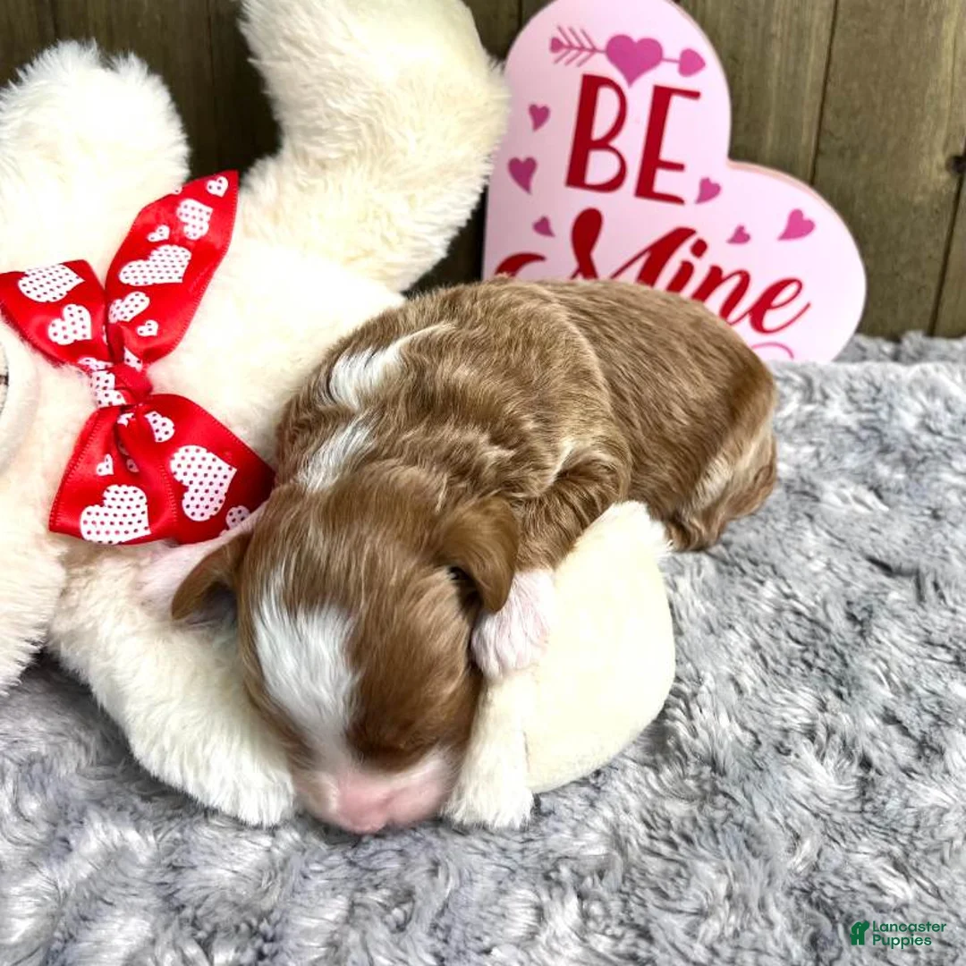 Mini Goldendoodle dogs for sale: Goldendoodle Puppy 2 - Ad 3