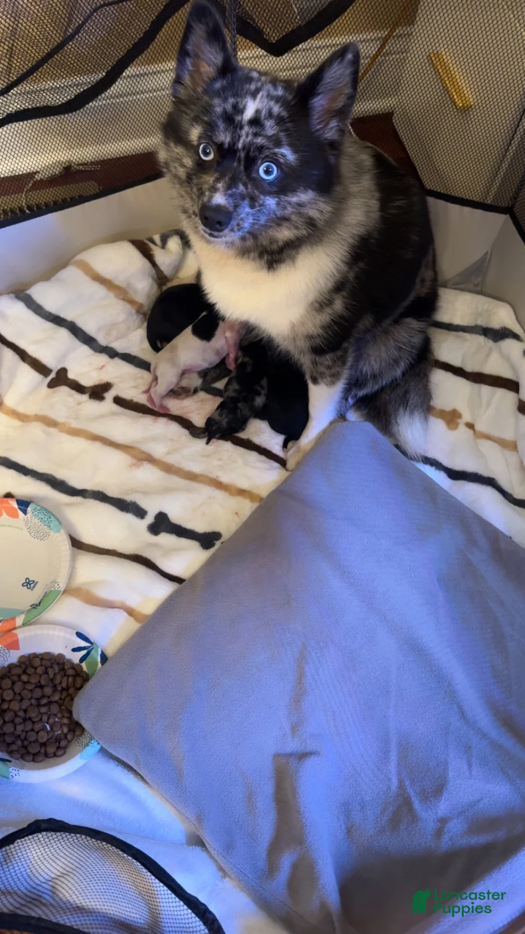 Pomsky dogs for sale: Male 2 - Ad 8