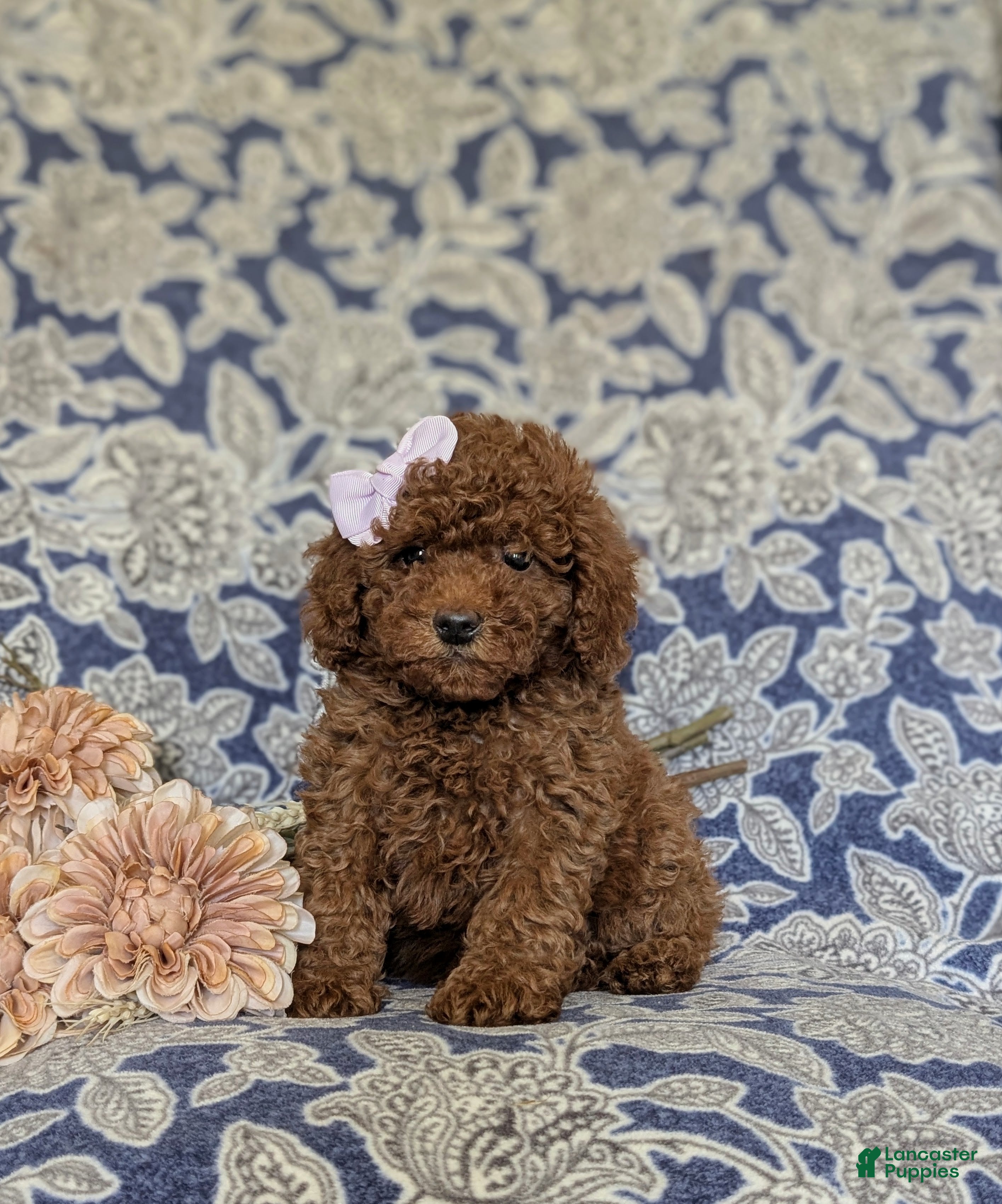 Miniature Poodle dogs Taite - Ad 1