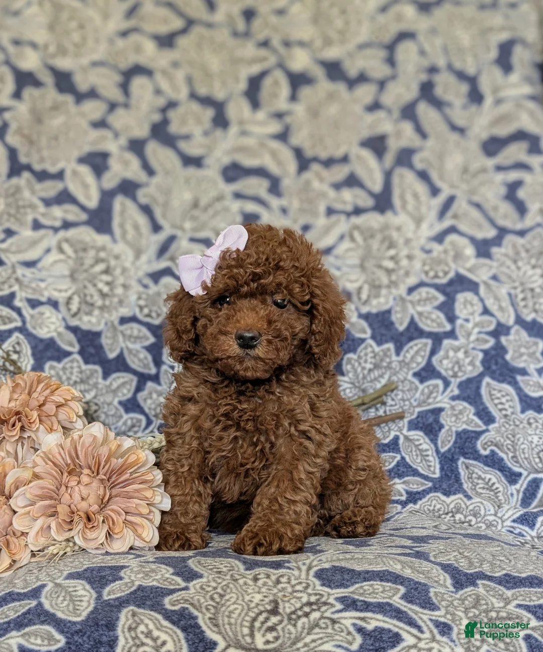 Miniature Poodle dogs for sale: Taite - Ad 1
