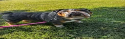 English Bulldog dogs for sale: English Bulldog 1 - Ad 2