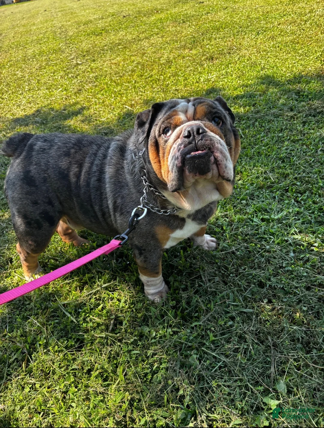 English Bulldog dogs for sale: English Bulldog 1 - Ad 2