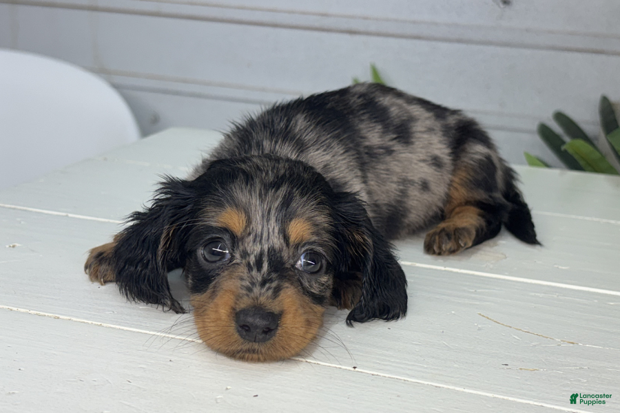 Miniature Dachshund dogs for sale: Rosa - Ad 2