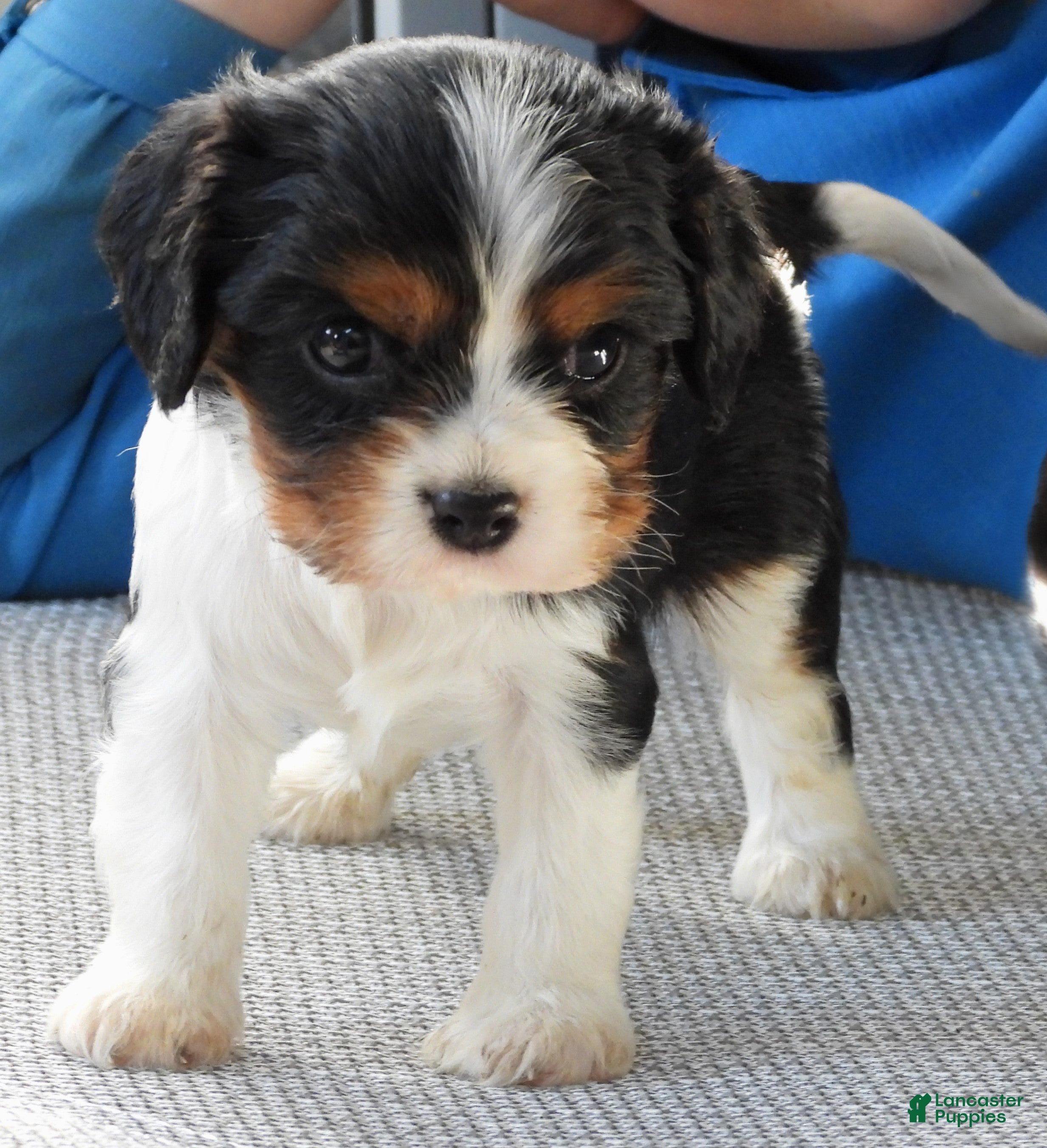 Cavalier King Charles Spaniel dogs Cavalier King Charles Spaniel Puppy 3 - Ad 28