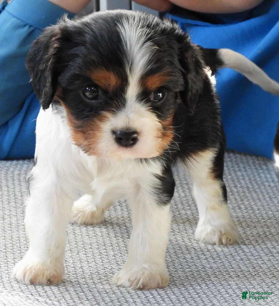 Cavalier King Charles Spaniel dogs for sale: Cavalier King Charles Spaniel Puppy 3 - Ad 1