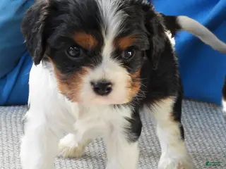 Cavalier King Charles Spaniel dogs Cavalier King Charles Spaniel Puppy 3 - Ad 28