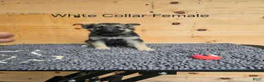 German Shepherd 4