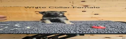 German Shepherd dogs for sale: German Shepherd 4 - Ad 1