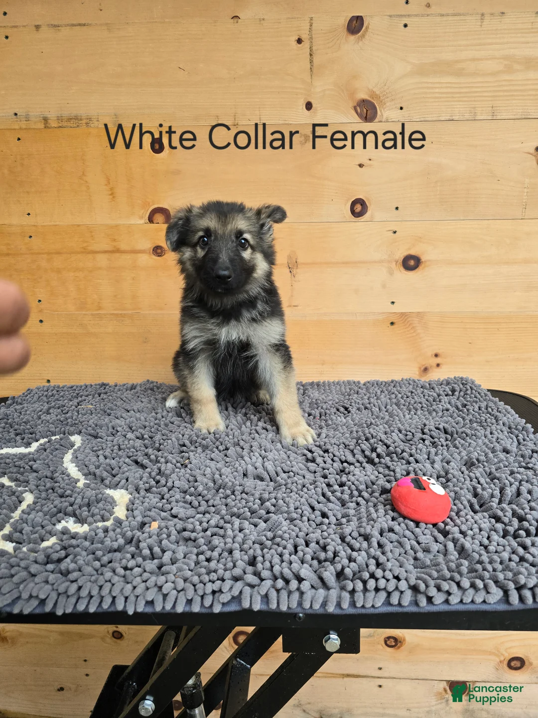 German Shepherd dogs for sale: German Shepherd 4 - Ad 1