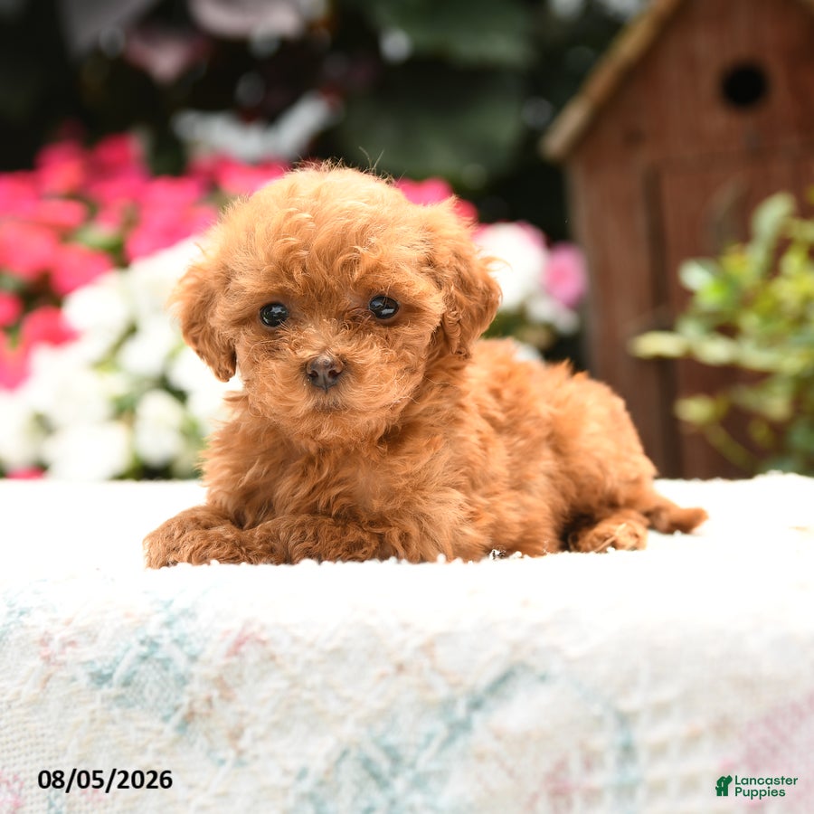 Havapoo dogs Rover - Ad 2