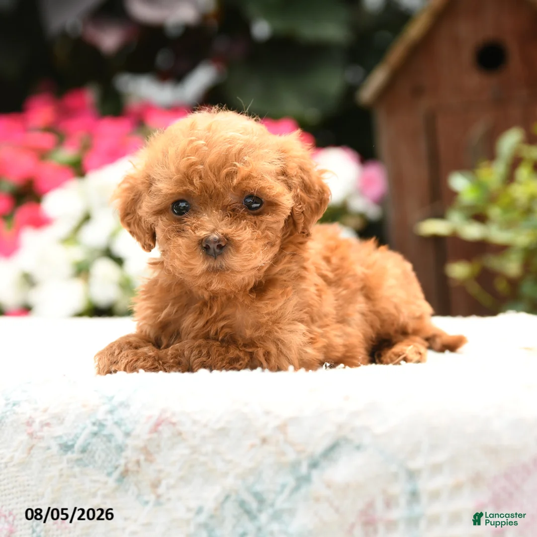 Havapoo dogs for sale: Rover - Ad 2