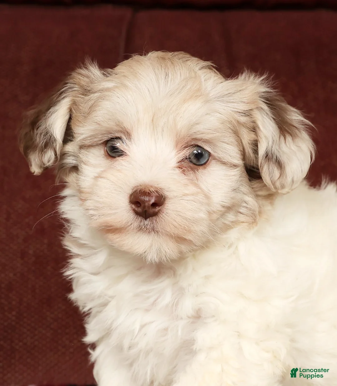 Havapoo dogs for sale: Biscuit - Ad 9