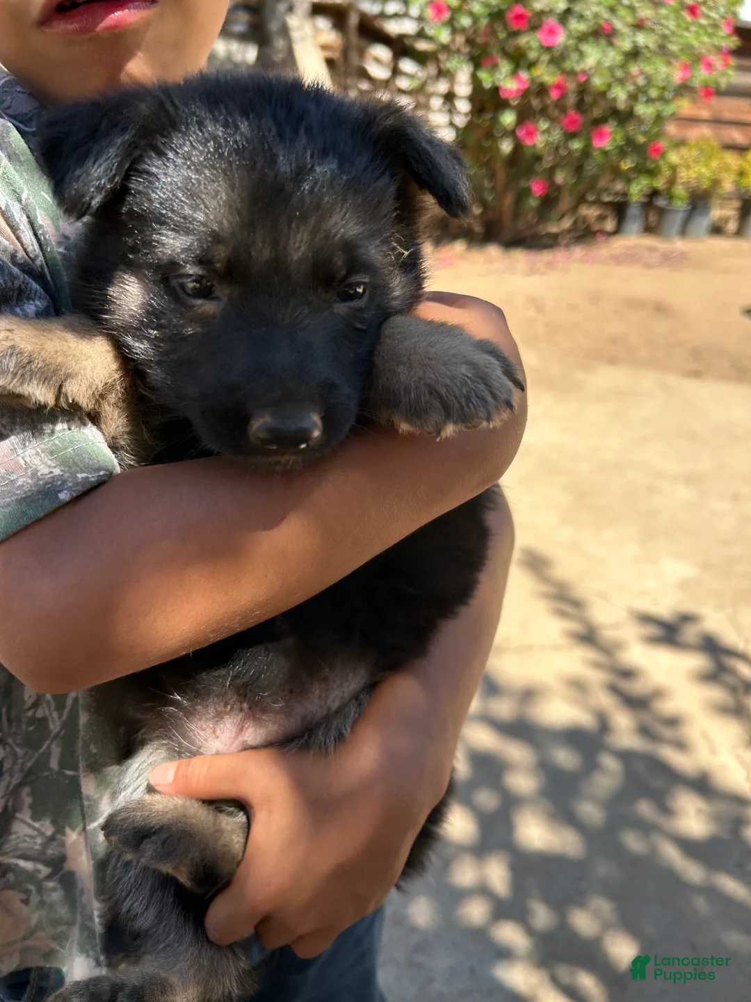 German Shepherd dogs for sale: German Shepherd 2 - Ad 1