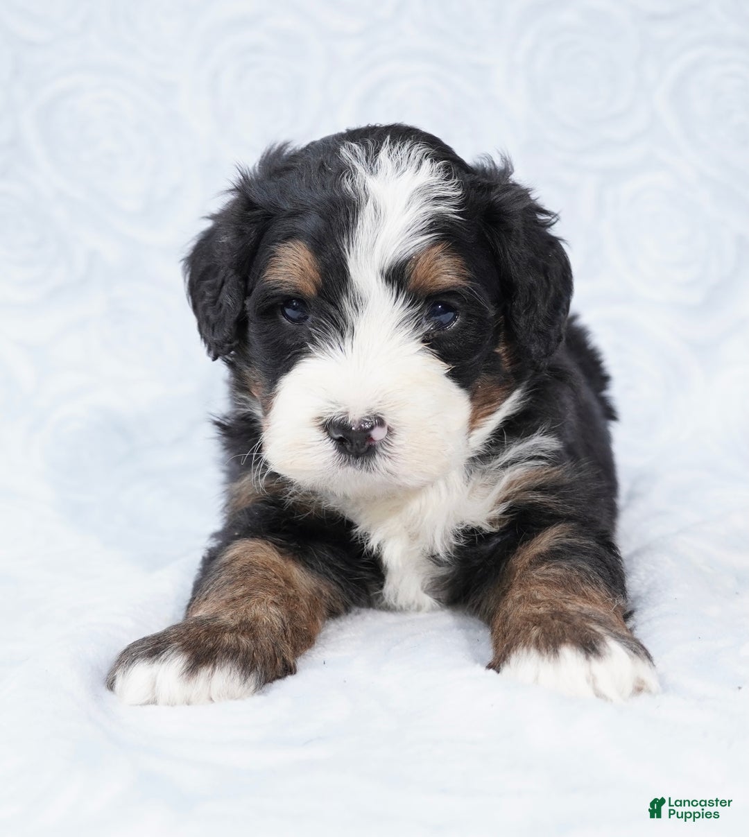 Mini Bernedoodle dogs for sale: Winston - Ad 3