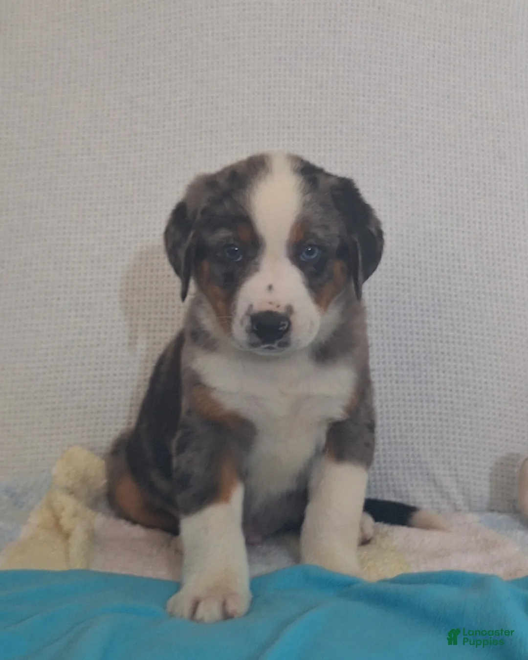 Mixed Breed dogs for sale: Nate - Ad 2