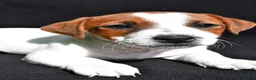 Jack Russell Terrier dogs for sale: Leo - Ad 5