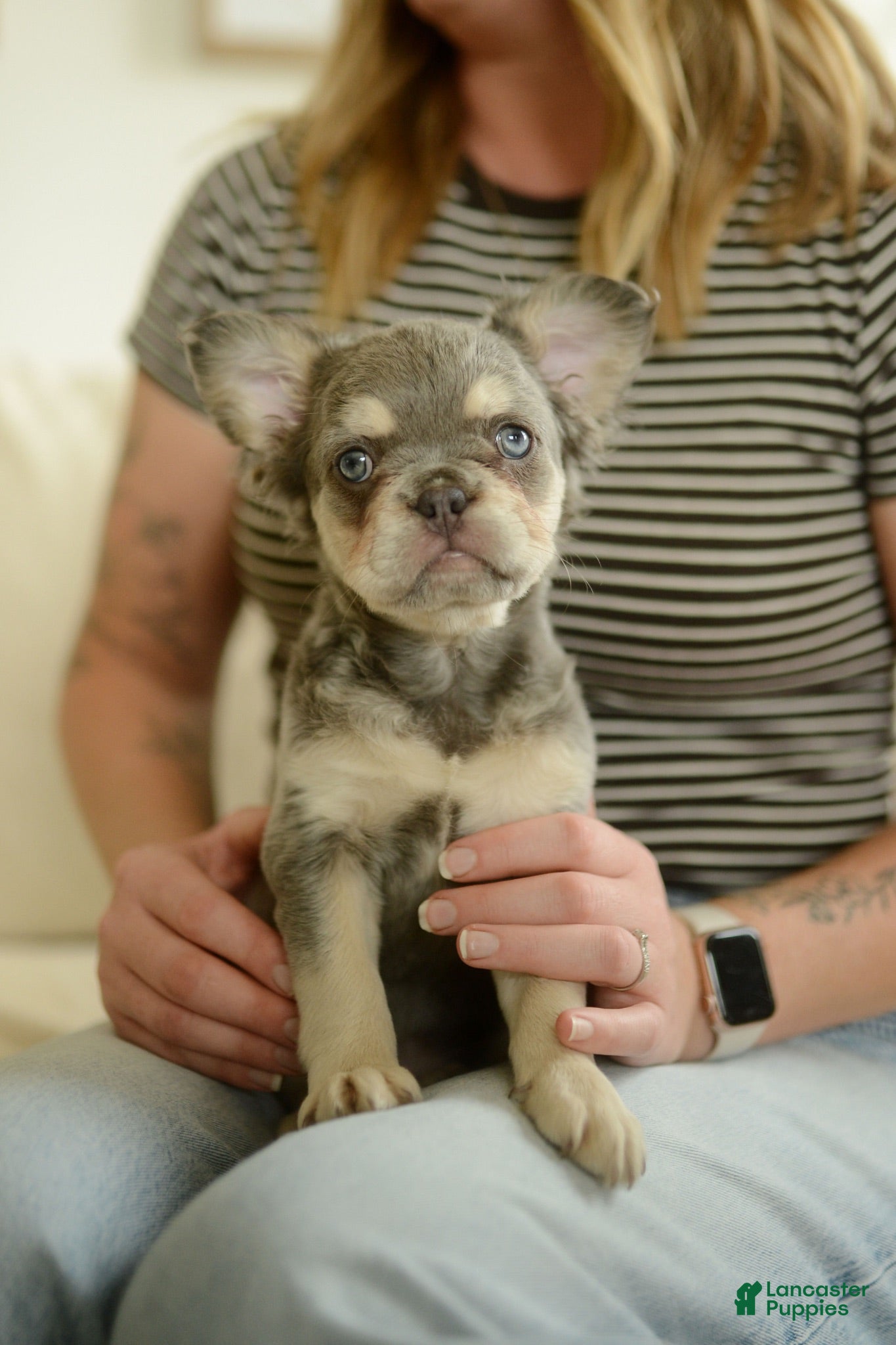 French Bulldog dogs Misty - Ad 1