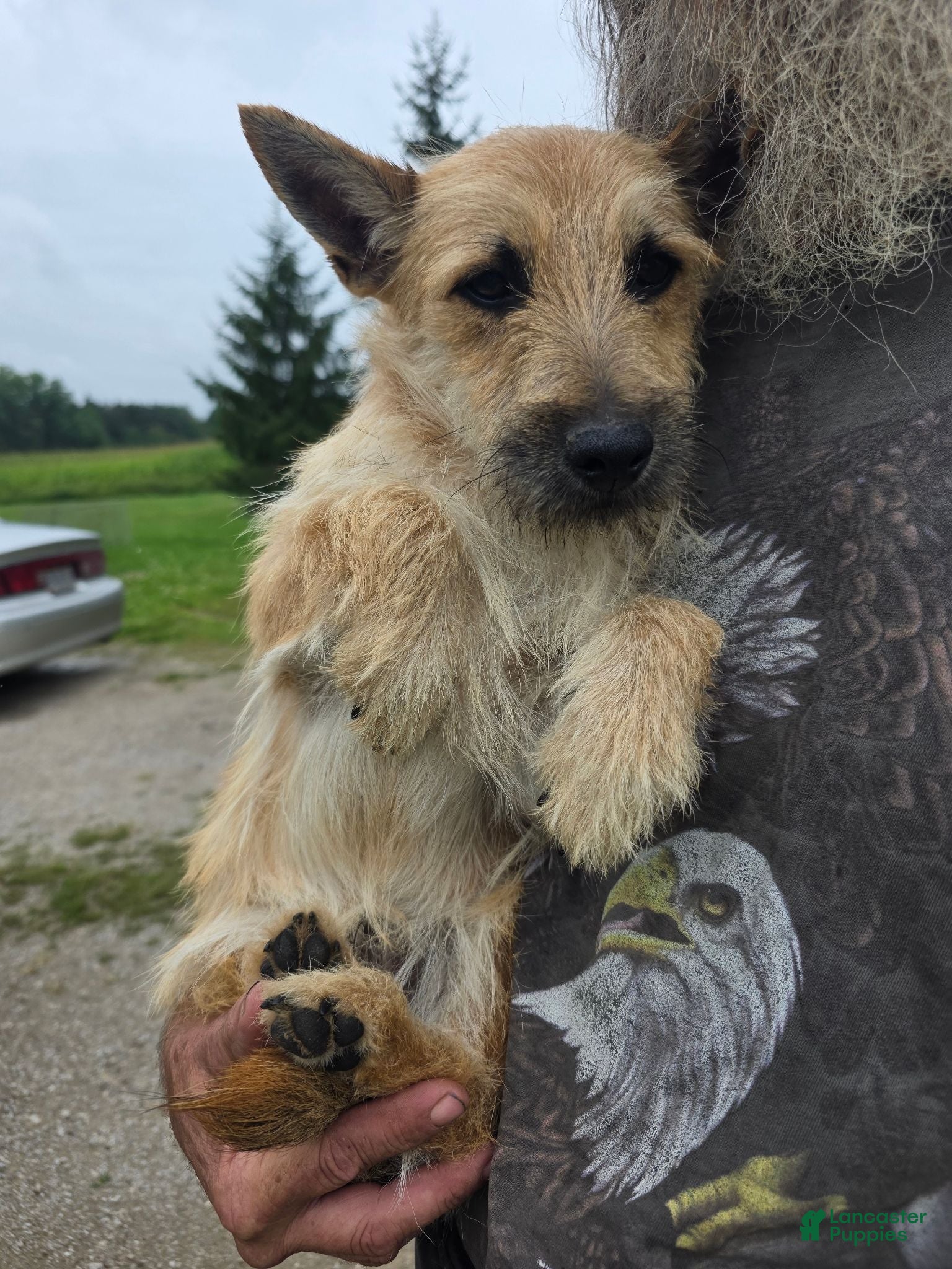 Cairn Terrier dogs Cairn Terrier 1 - Ad 34