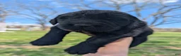 Newfoundland dogs for sale: Halo - Ad 17