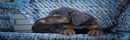 Doberman Pinscher dogs for sale: MASTER - Ad 2