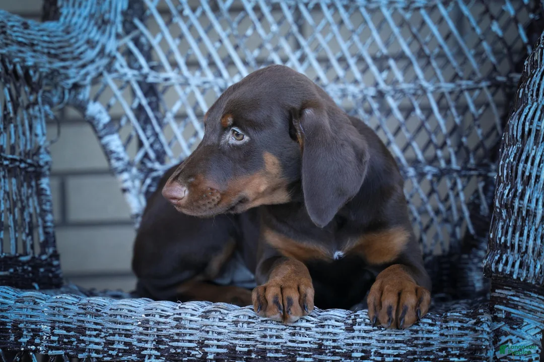Doberman Pinscher dogs for sale: MASTER - Ad 2
