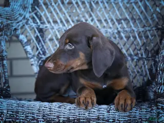 Doberman Pinscher dogs MASTER - Ad 2
