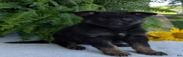 German Shepherd dogs for sale: Ivy - Ad 15