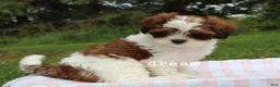 Mixed Breed dogs for sale: Loveda - Ad 9