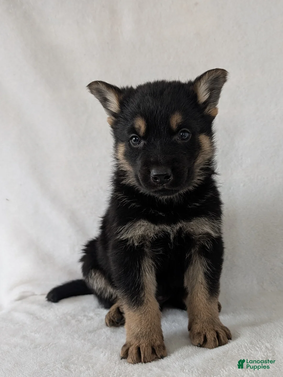 German Shepherd dogs for sale: Dillon  - Ad 4