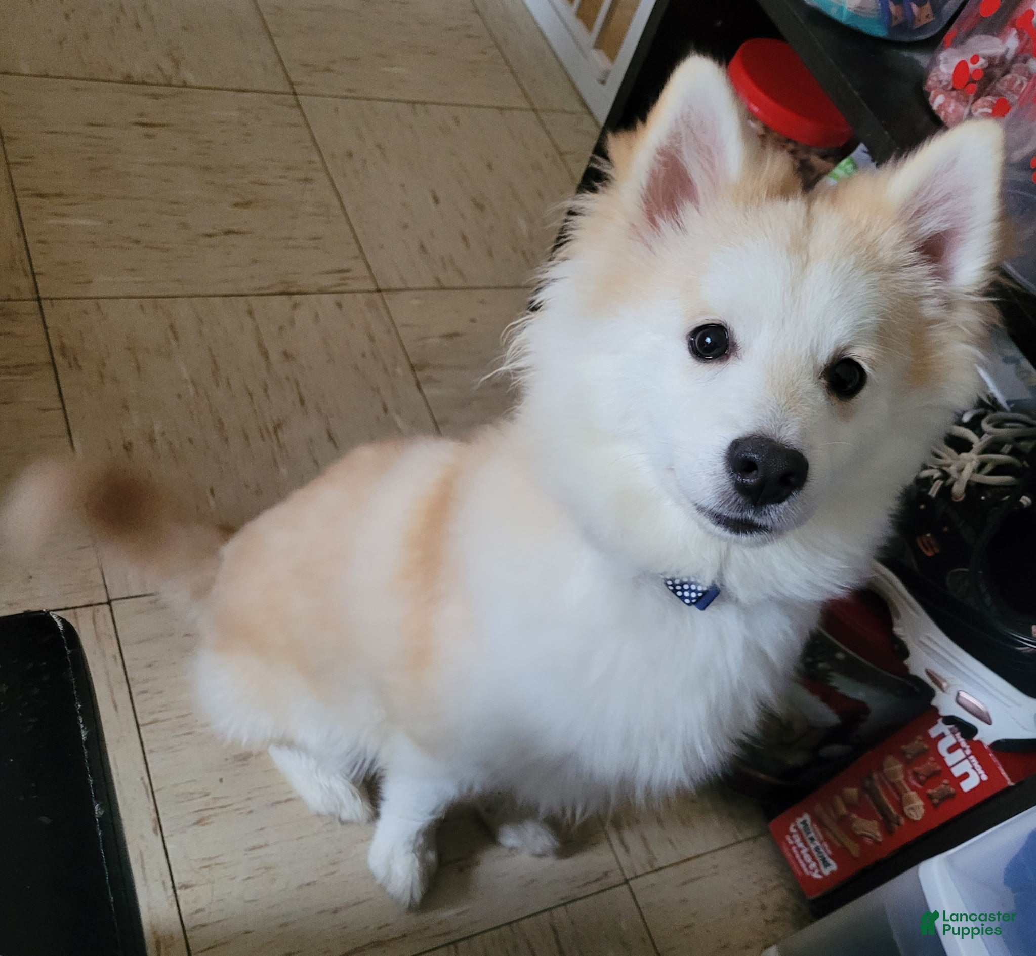 Pomsky dogs for sale: Winnie - Ad 2