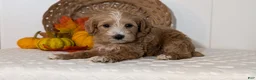 Schnoodle dogs for sale: Roscoe - Ad 8