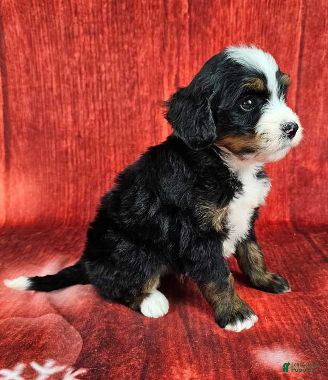 Mini Bernedoodle dogs for sale: Bowie - Ad 2