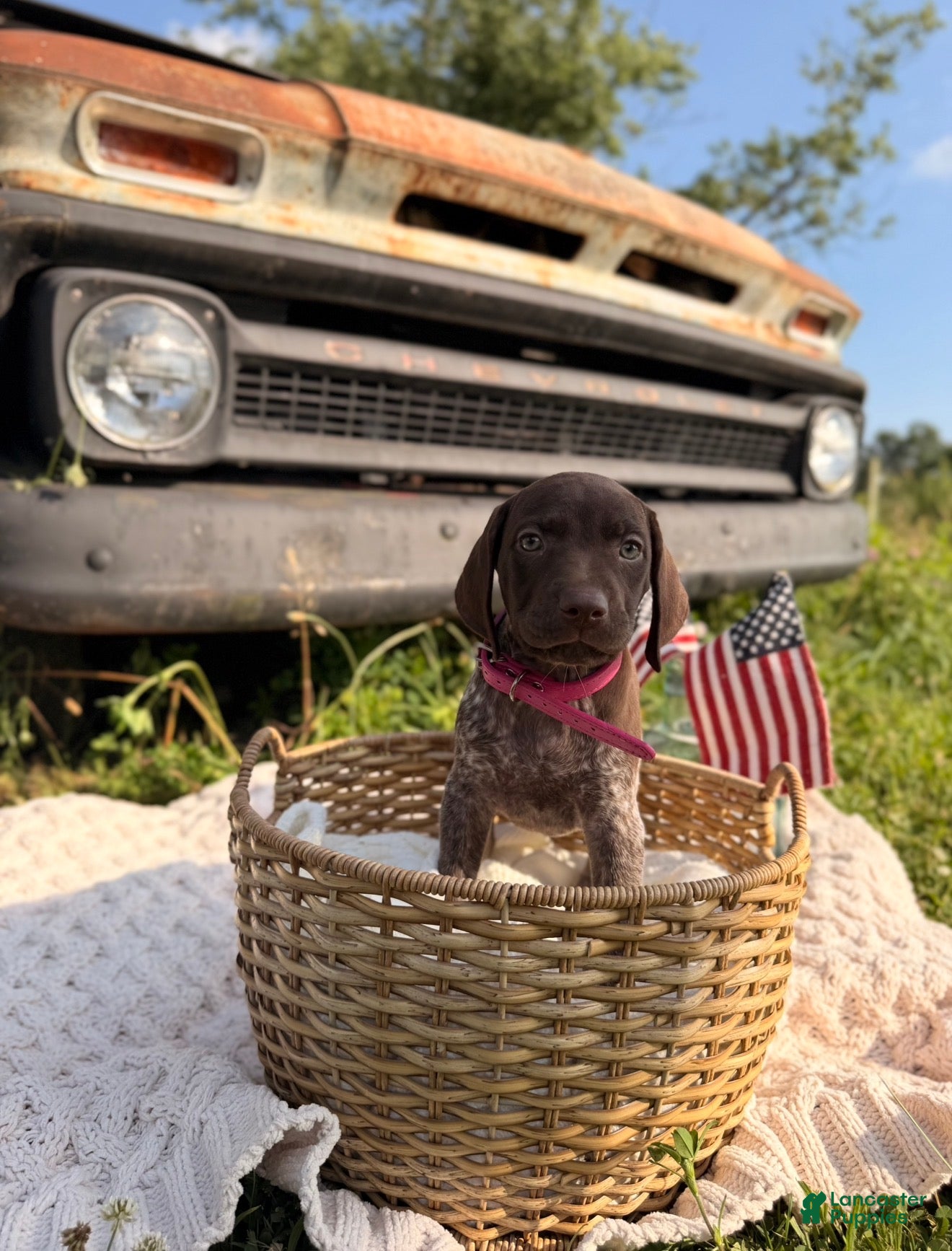 German Shorthaired Pointer dogs Wrenley - Ad 2
