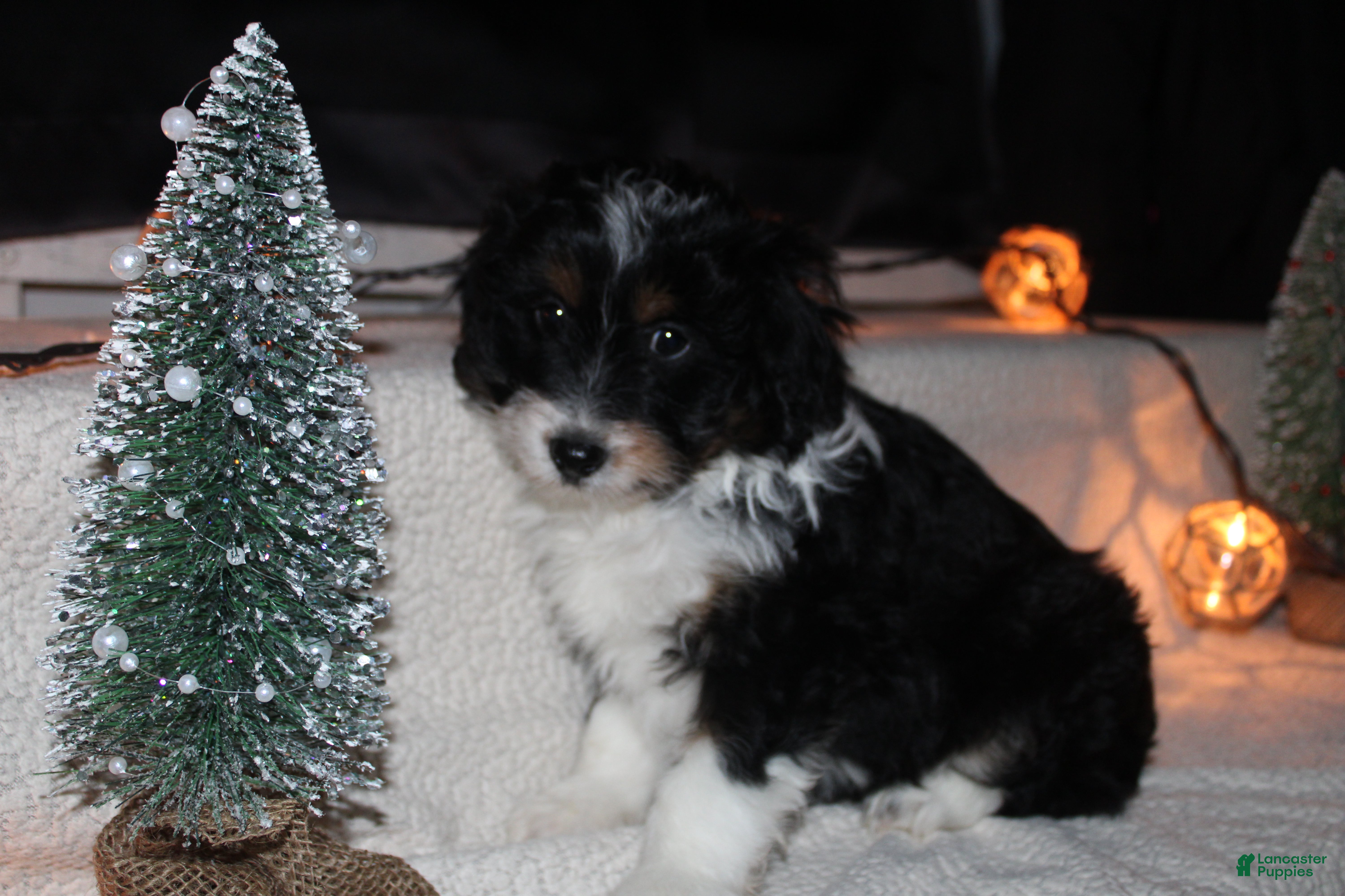 Mini Aussiedoodle dogs Mini Aussiedoodle Puppy 1 - Ad 40