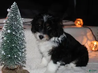 Mini Aussiedoodle dogs Mini Aussiedoodle Puppy 1 - Ad 40